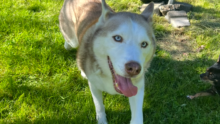 Help My Husky Achilles Get Urgent Vet Care campaign photo, 1 of 8