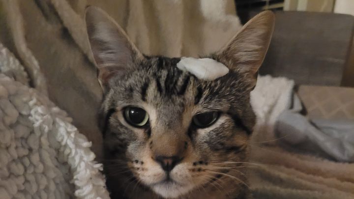 Support Bean and Friends Rescue Mission campaign photo, 1 of 8