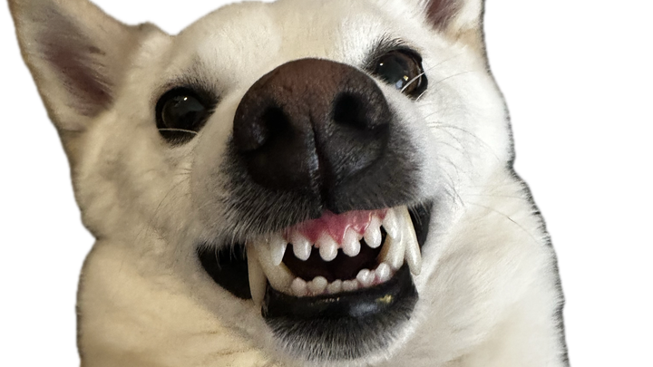 Help Dash Get Urgent Dental Surgery - Save this Smile campaign photo, 1 of 8