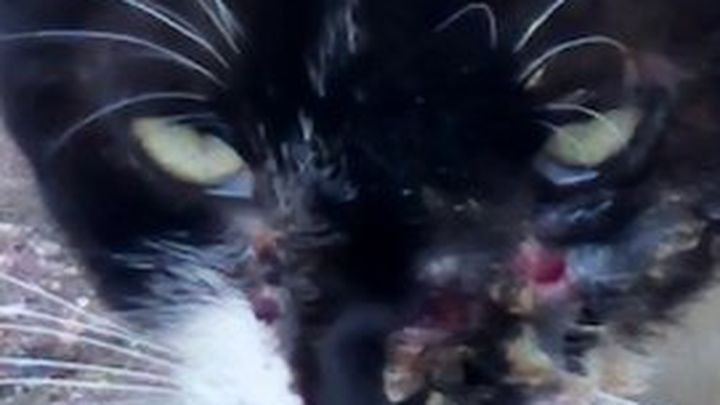 Help Save the cats in our rescue campaign photo, 1 of 4