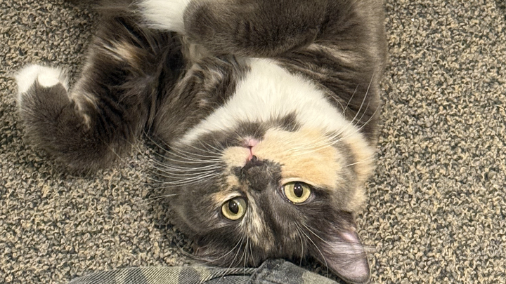Help Sesame Get Lifesaving Heart Surgery campaign photo, 1 of 8