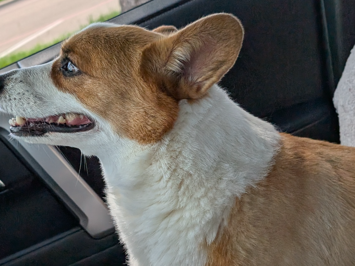 Urgent Surgery for Benji's Spinal Recovery campaign photo, 1 of 7