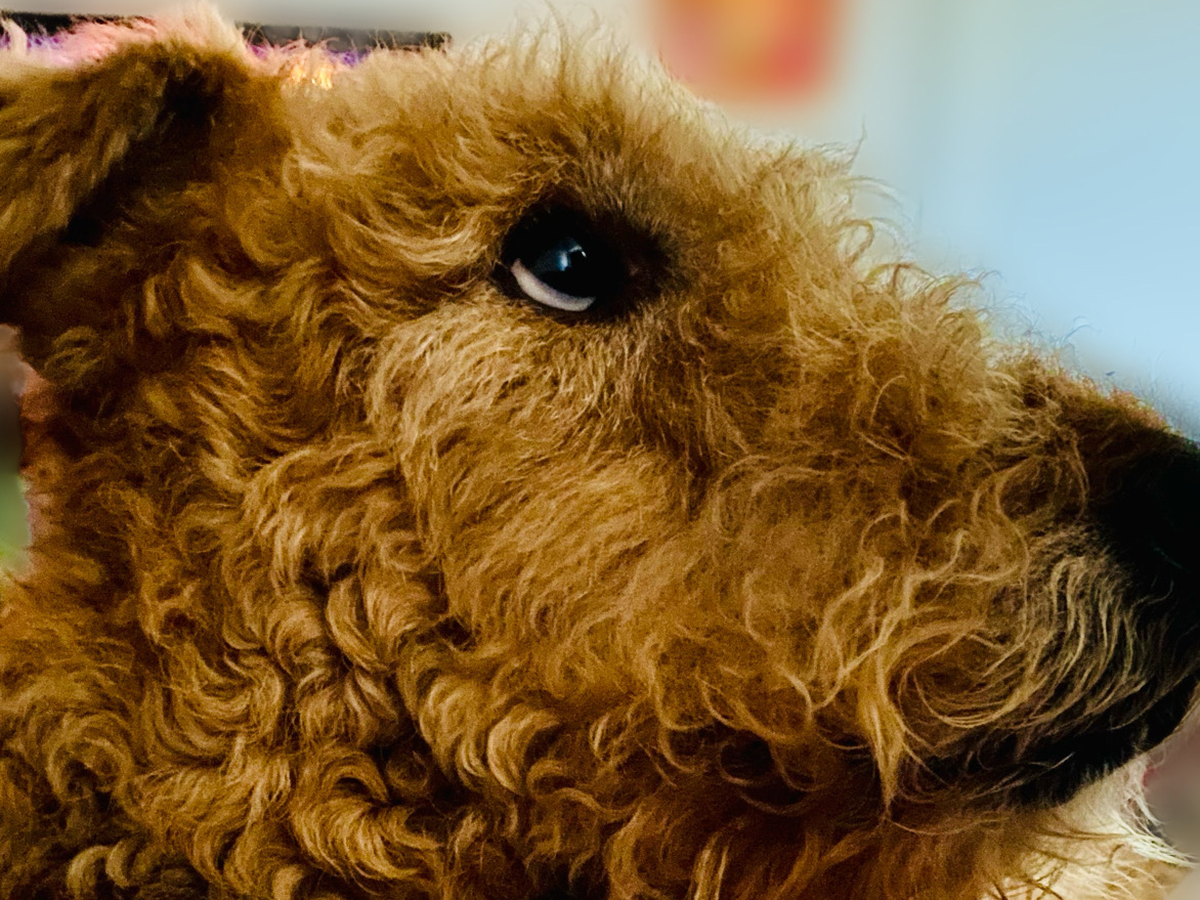 Help Rolo Get Surgery campaign photo, 1 of 4