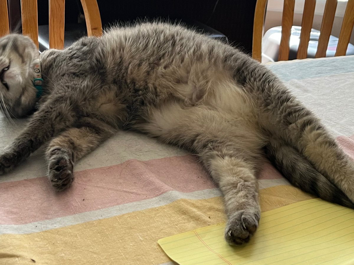 Help Shiv Get Life-Saving Treatment campaign photo, 1 of 3