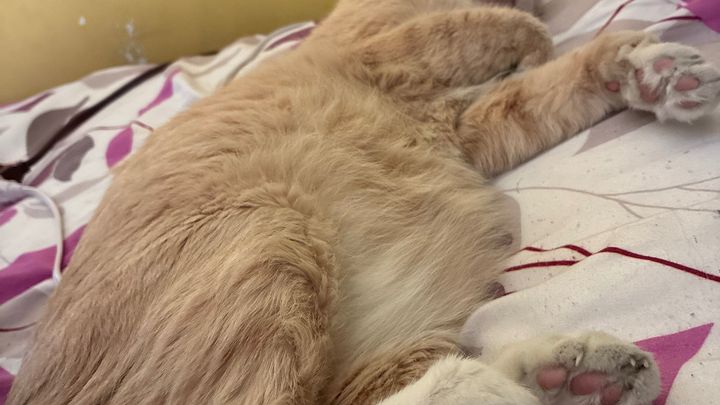 Help Save Our Beloved Cat from Bladder Blockage campaign photo, 1 of 7