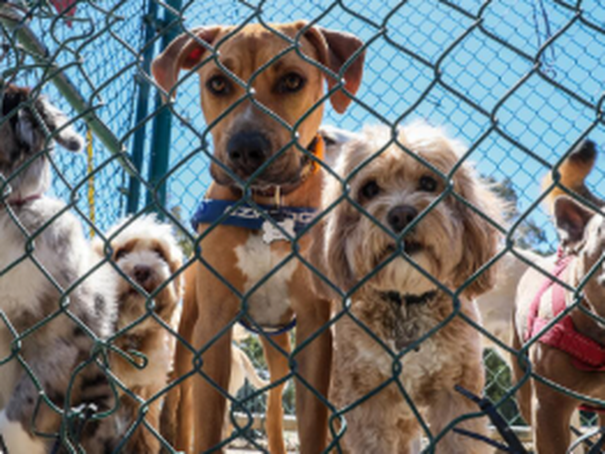Help PAWS Chicago Make a Difference campaign photo, 1 of 3