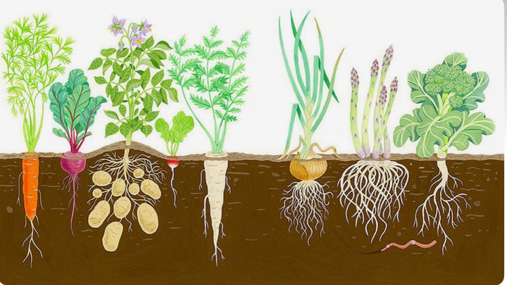 Donate to Tender Roots Pantry: Feed Our Community campaign photo, 1 of 3