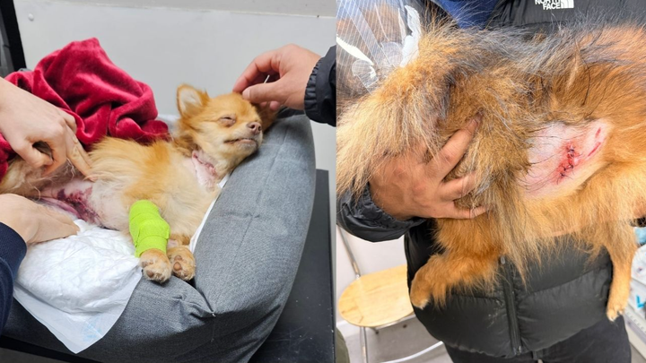 A second chance rescue for Nala & Teddy campaign photo, 1 of 6