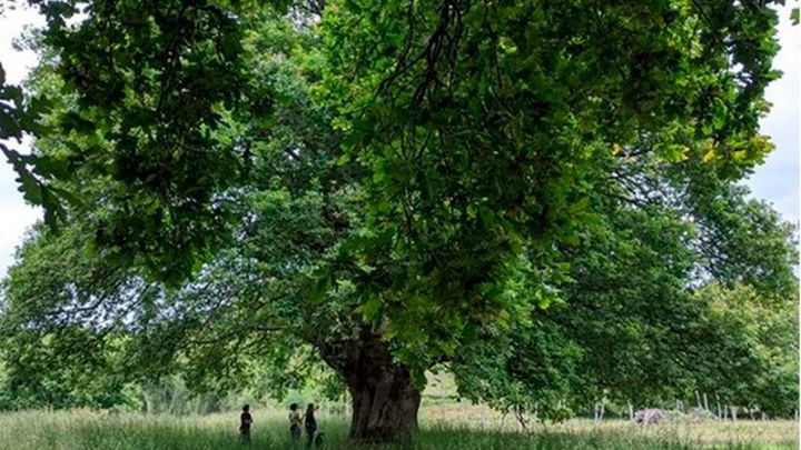 Foto de la campaña Ayuda a Quercus Sonora a proteger los bosques gallegos, 1 de 3