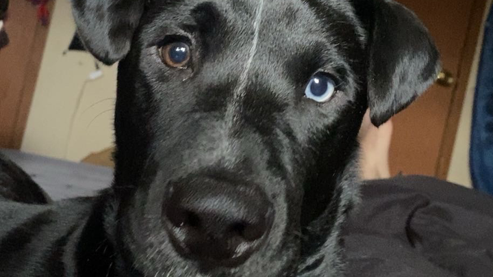 Help Rome Recover from Emergency Surgery campaign photo, 1 of 3