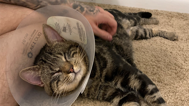 Save Ozzy's Sight with Your Kindness campaign photo, 1 of 5