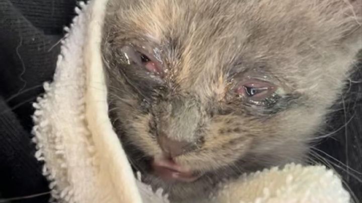 Austin’s Mission: Shelter and Care for Needy Animals campaign photo, 1 of 8