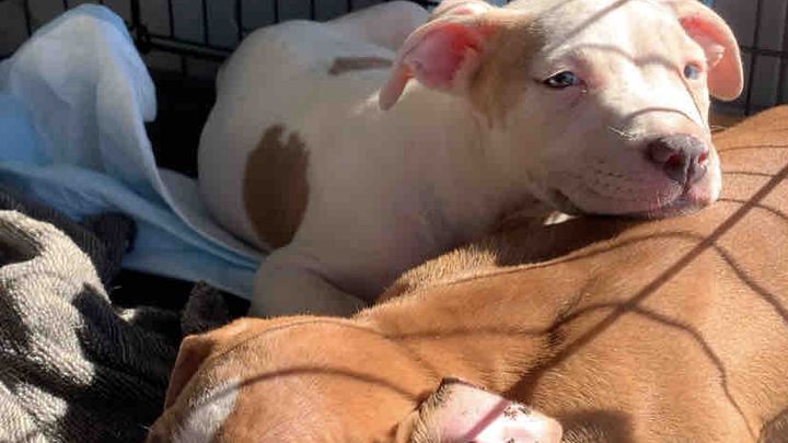 Injured puppies need help campaign photo, 1 of 3