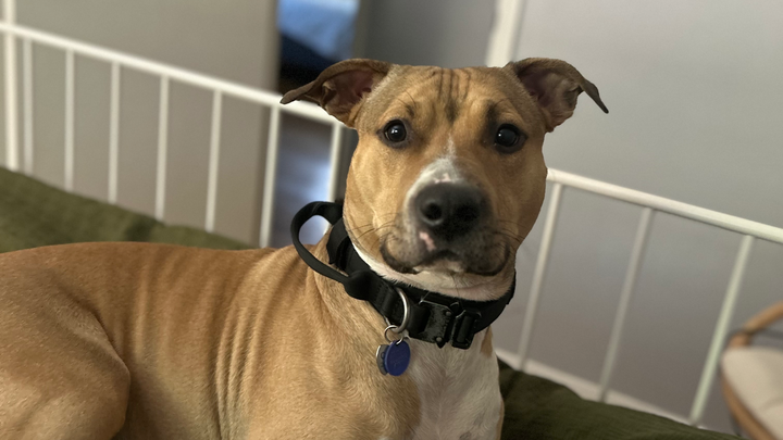 Support The Captain’s Recovery at Beyond the Paws campaign photo, 1 of 4