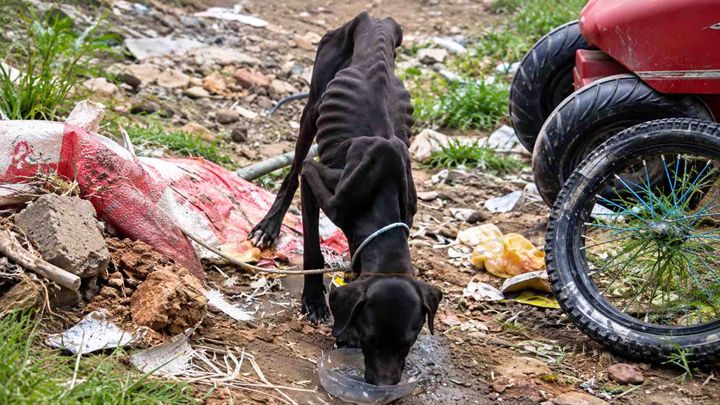 Help Heaven to the Rescue Save Animals in Ecuador campaign photo, 1 of 13