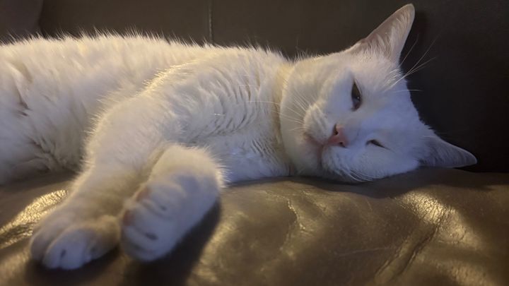 Help Goose beat FIP (Feline Infectious Peritonitis) campaign photo, 1 of 8