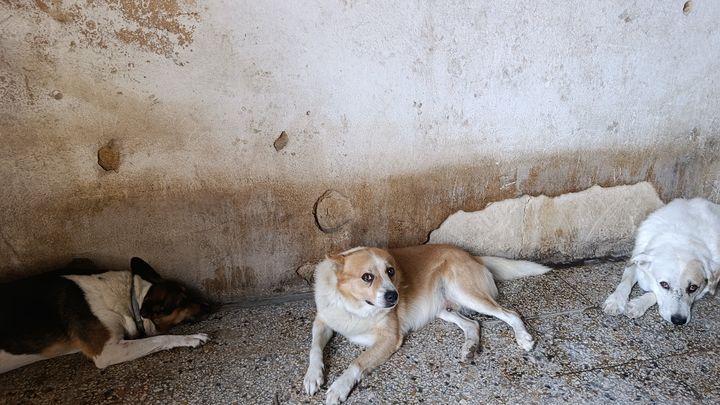Foto della campagna Dona per aiutare le vittime del randagismo, 1 di 8