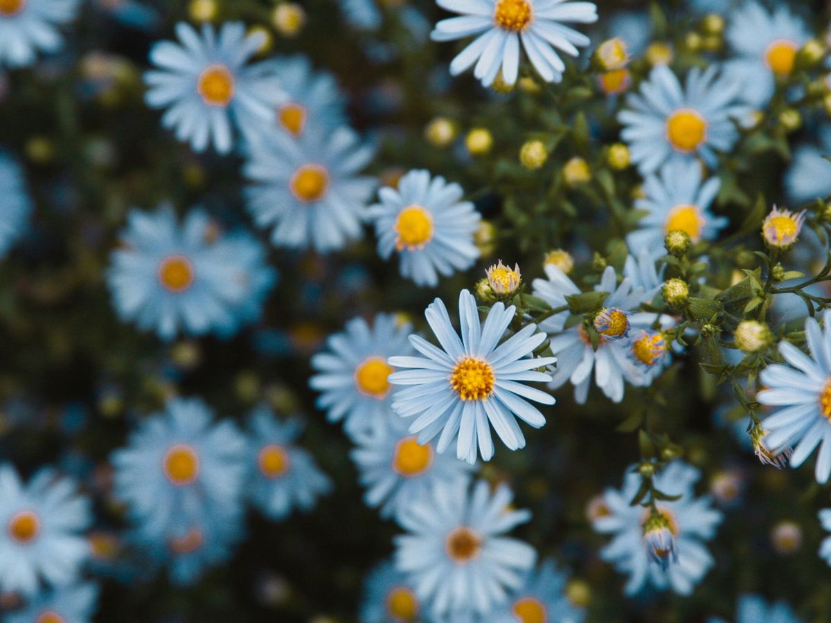 Fundraiser for Moriah Michalovich by Alex Yang : Supporting Jake and Moriah  Michalovich in Honor of Jackson, image size:1200x900