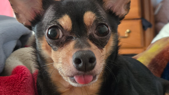 Help Support Loki's Dental Care. campaign photo, 1 of 6