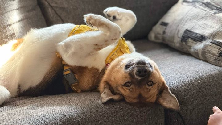 Mochi Needs Urgent Vet Care campaign photo, 1 of 8