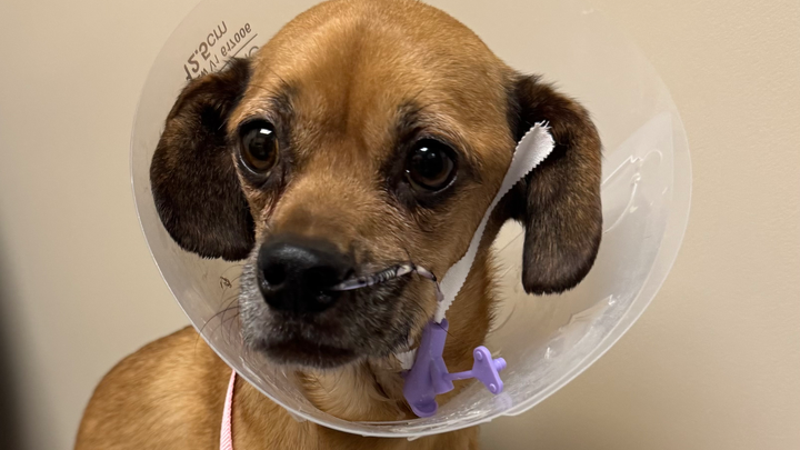 Help Riley Get Life-Saving Surgery campaign photo, 1 of 7