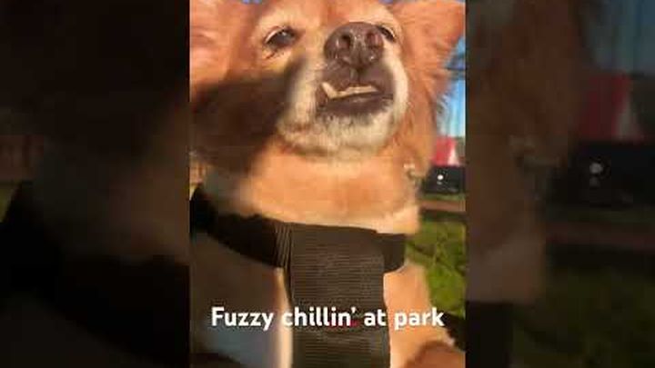 Urgent Eye Surgery for Fuzzy: Your Help Needed video thumbnail, 1 of 8