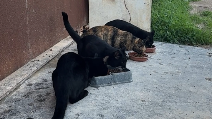 Help Save the Cat Colony of Ibiza campaign photo, 1 of 3