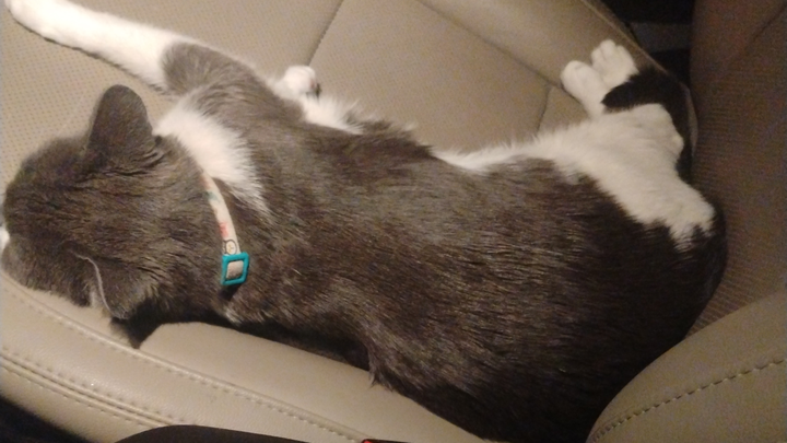 Give Our Rescued Cat a Healthy Start campaign photo, 1 of 3