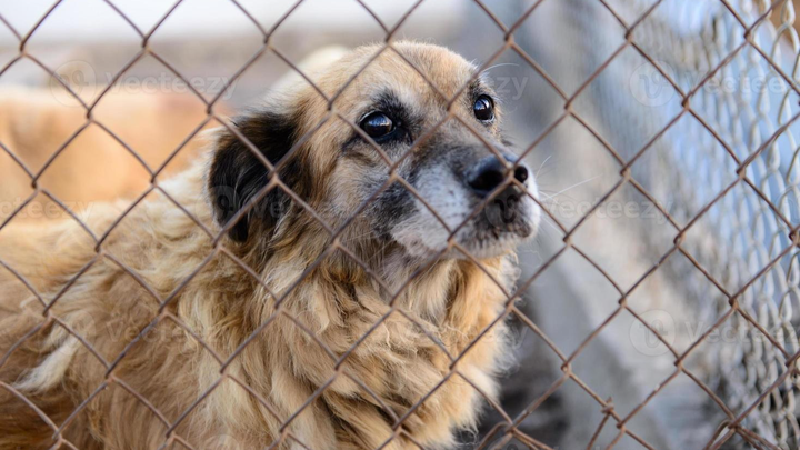 Camp Dog needs a Shelter campaign photo, 1 of 3