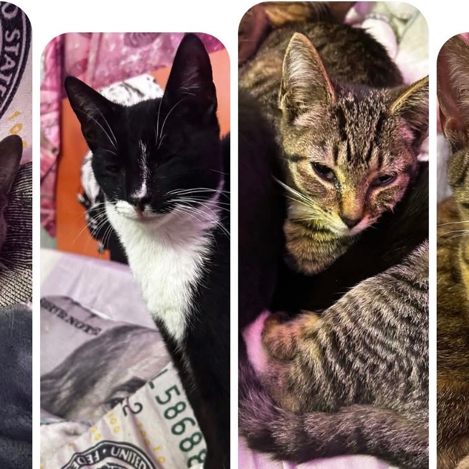Rebuilding for Our Rescue's Beloved Animals
