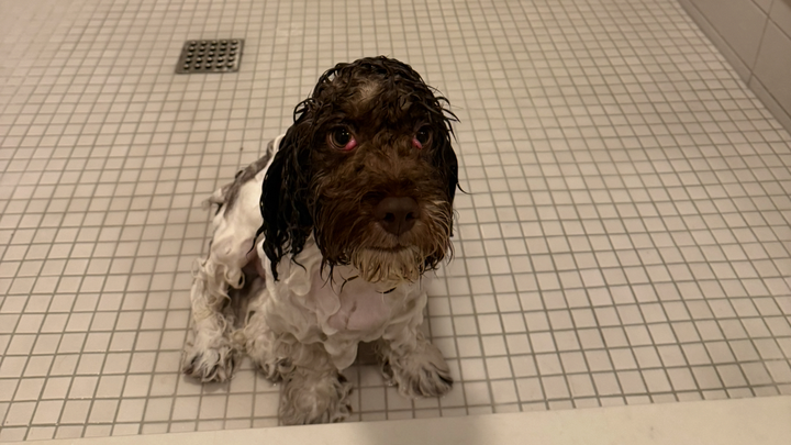 Help Our Dog See Again: Surgery Needed campaign photo, 1 of 3