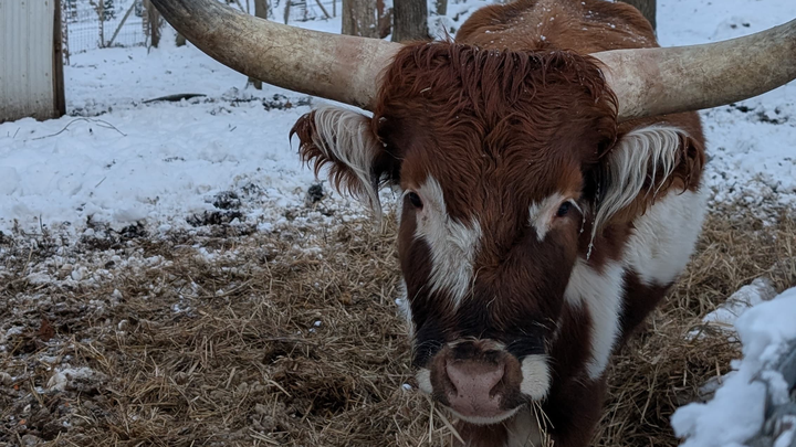 Support Charlotte Farms Animal Sanctuary campaign photo, 1 of 3