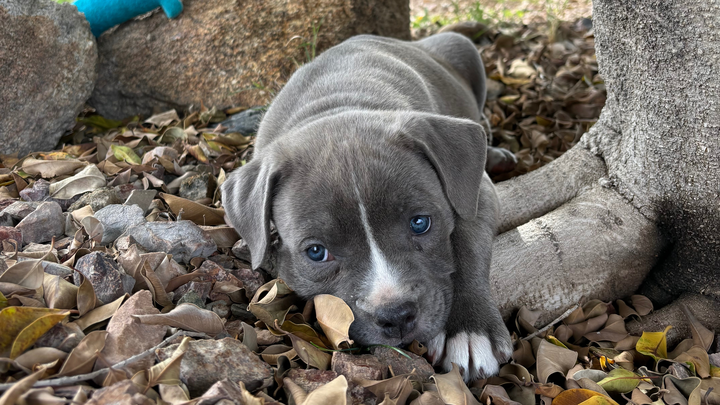 Save Blue: Urgent Parvovirus Treatment campaign photo, 1 of 8