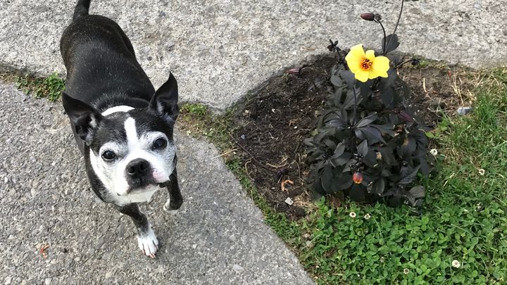 Fundraiser By Jessica Sickles Please Help My fur Baby Murphy