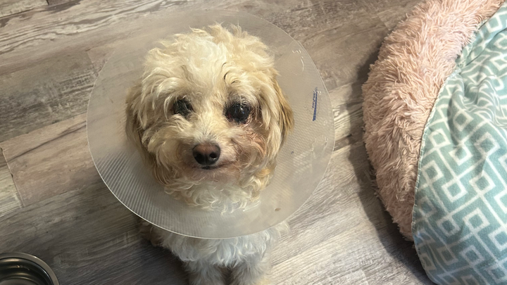 Support Minnie's Urgent Eye Surgery campaign photo, 1 of 7
