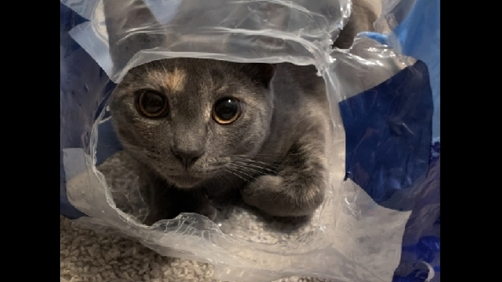 Help Violet's Emergency Surgery Costs campaign photo, 1 of 8