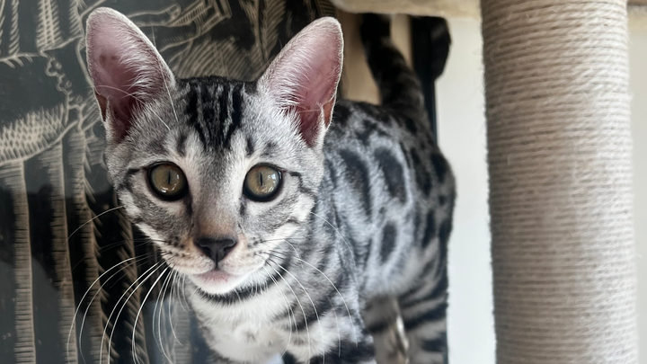 Help Whiski Overcome Life-Threatening Infection campaign photo, 1 of 8