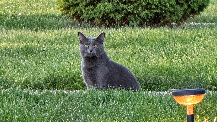 Help Our Outdoor Cats Survive a Michigan Winter campaign photo, 1 of 8