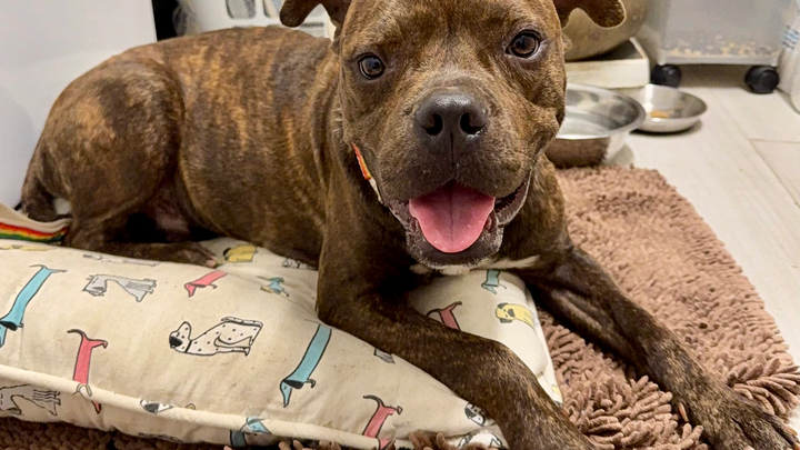 Support Homer's Journey to a Forever Home campaign photo, 1 of 5