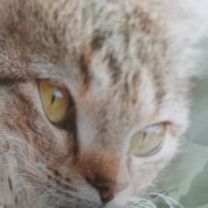 Carol Fernanda Valdes Acosta