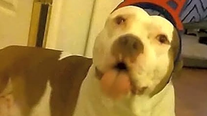 Mr. Biggs is a 14 year old American Pit Bull Terri campaign photo, 1 of 3