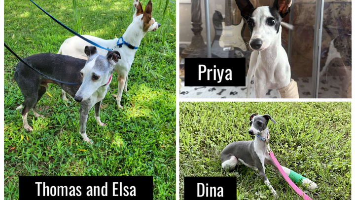 Four Italian Greyhounds. Four different medical journeys. campaign photo, 1 of 6