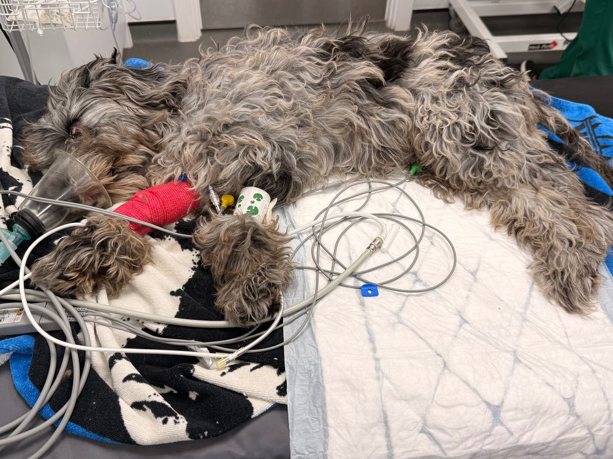 Help Save Our Cats & Puppy After Toxic Exposure campaign photo, 1 of 8