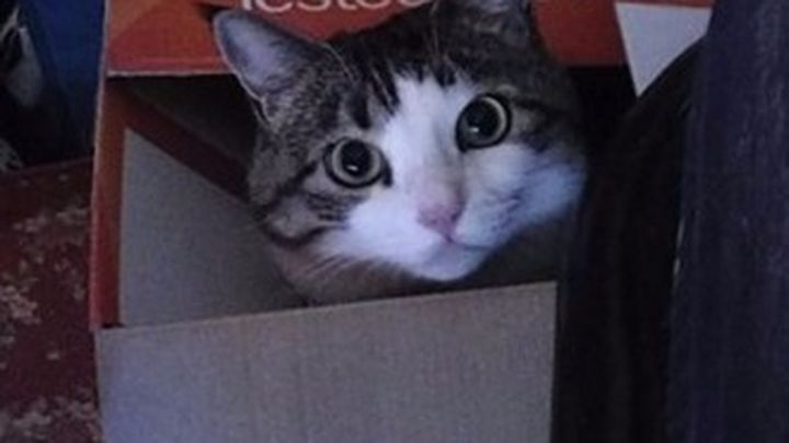 Help a PHS Kitty! campaign photo, 1 of 3