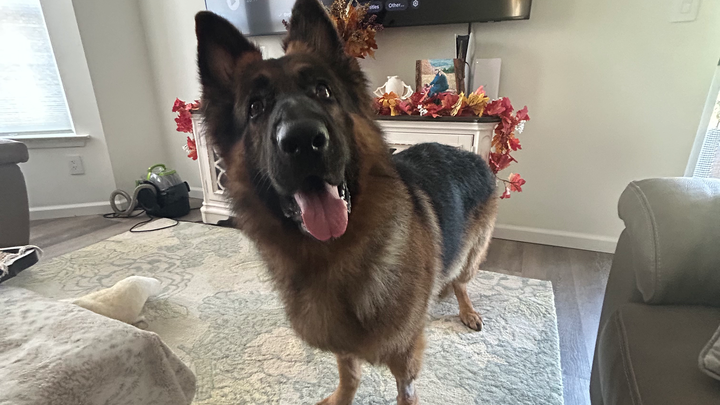 Donate to Save Atlas's Life campaign photo, 1 of 8