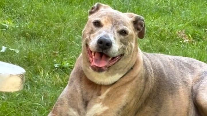 Save Blu: Becky’s Beloved Rescue Dog campaign photo, 1 of 7