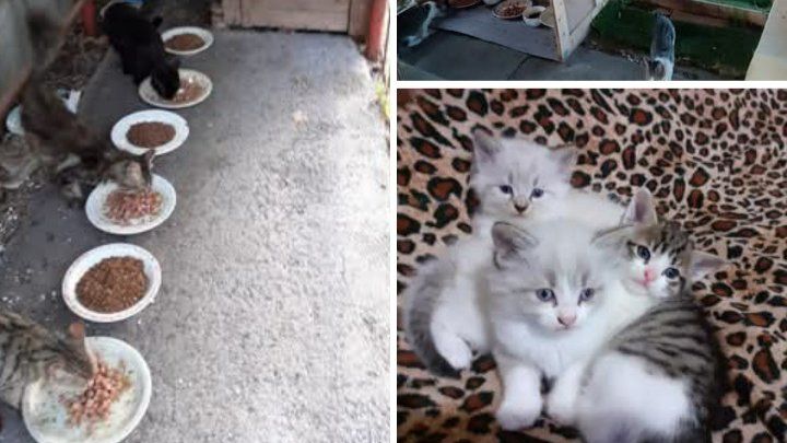 Foto della campagna I mici dell'Associazione Occhi di Gatto hanno bisogno di voi, 1 di 3