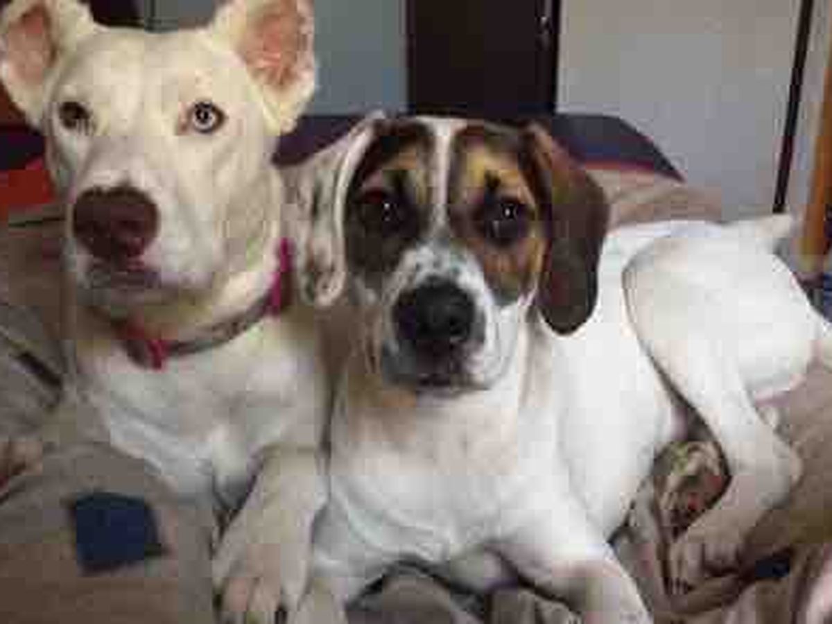 Arrow Dog Rescue’s Van Fund campaign photo, 1 of 3