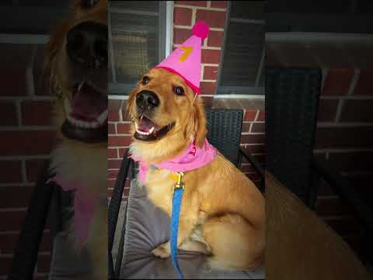 Emergency Over 50 Sign Fundraiser by Nichol Pham : Ellie’s Emergency Surgery