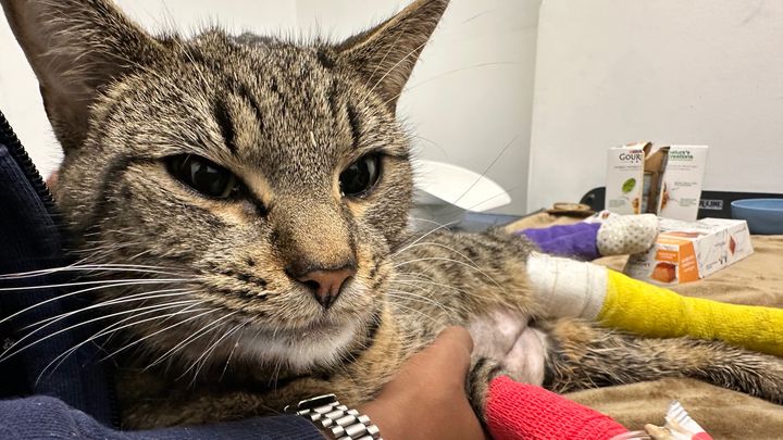 Rascal’s Second Chance — Emergency Surgery Fund campaign photo, 1 of 8